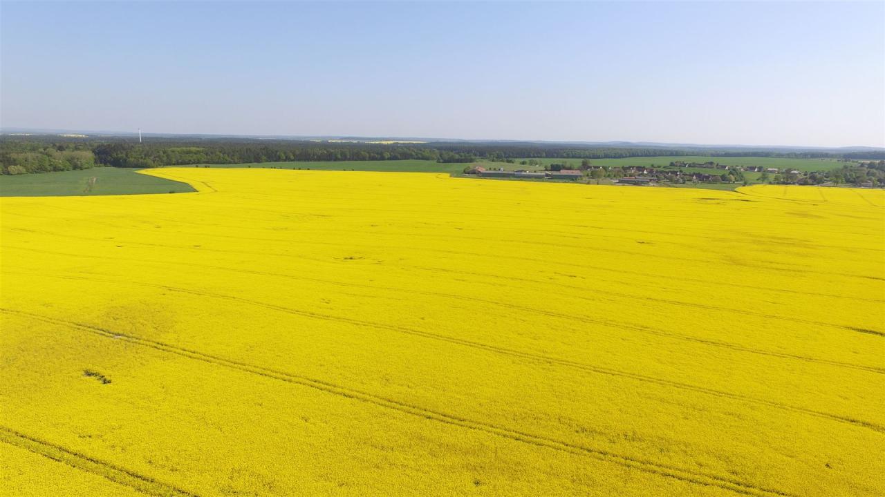 Rapsblüte in der Nähe von Hohen Pritz